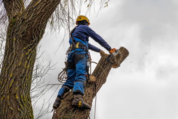 Best Tree Trimming Near Me  in Royston, GA